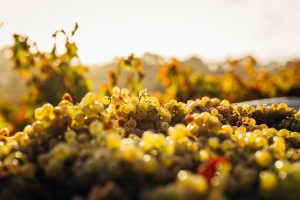 foto uvas blancas viñedo